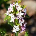 Daphne - Daphnés