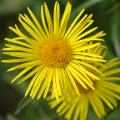 Doronicum - Doronics