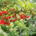 Elaeagnus umbellata - Chalefs d'automne