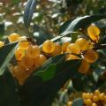 Elaeagnus - Eléagnus, Chalefs