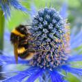 Eryngium - Panicauts