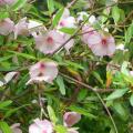 Eucryphias