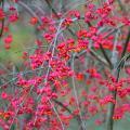 Euonymus - Fusains