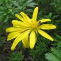 Euryops - Marguerites des savanes