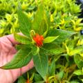 Celosia - Célosies