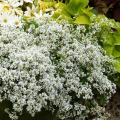 Euphorbes annuelles