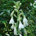 Galtonia - Jacinthes du Cap