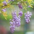 Glycines d'Amérique - Wisteria frutescens
