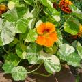 Graines de Capucines naines