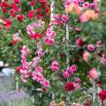 Grands rosiers