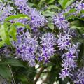 Grimpantes tropicales
