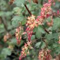 Groseilliers à fleurs - Ribes