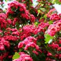 Haies fleuries de printemps