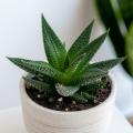 Haworthia - Plante zèbre