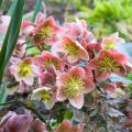 Hellébores roses