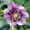 Hellébores orientales et hybrides