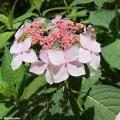 Hortensias à fleurs plates