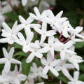 Jasmin officinal