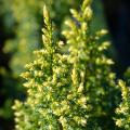 Juniperus - Genévriers