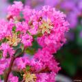 Lilas des Indes roses