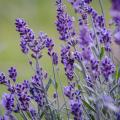 Lavande vraie - Lavandula angustifolia