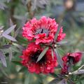 Leptospermum - Arbres à thé