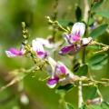 Lespedeza - Trèfles en arbre