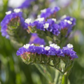 Limonium - Statices