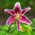 Lis botaniques - Lilium