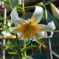Lis hybrides - Lilium