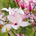 Magnolias soulangeana