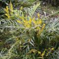 Mahonias non piquants