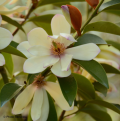 Michelia
