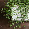 Muehlenbeckia - Plantes fil-de-fer