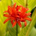 Nerine - Nérines