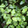 Olearia - Asters en arbre