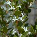 Osmanthus - Osmanthes