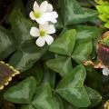Oxalis - Oxalides