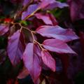 Parrotia - Arbre de fer