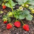 Petits fruits BIO