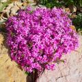 Phlox rampants