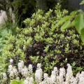Pittosporum tenuifolium - Pittospore à petites feuilles