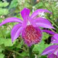 Pleione - Orchidées de Formose