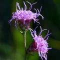 Liatris - Plumes du Kansas