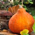 Potimarrons