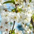 Myrobolan - Prunus cerasifera