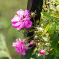 Rosiers grimpants miniatures, mini-rosiers grimpants