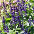 Sauges annuelles