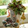 Saxifrages d'intérieur - Saxifraga