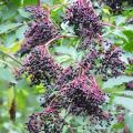 Sureaux noirs - Sambucus nigra